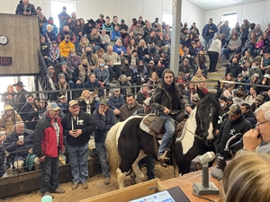 Shipshewana Day After Thanksgiving Horse Auction